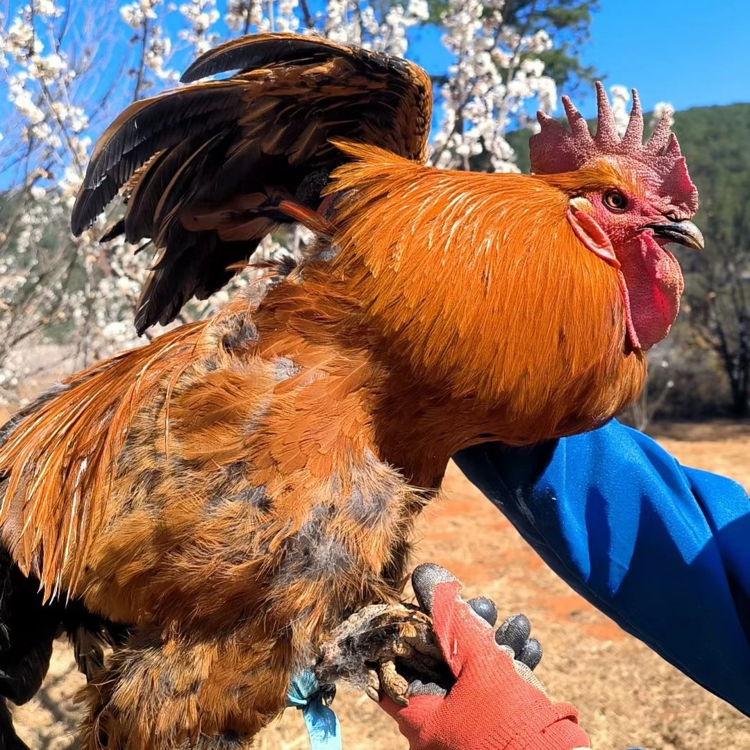云南昆明原生态农村散养土鸡纯粮新鲜农家粮食鸡 包冰率不含冰