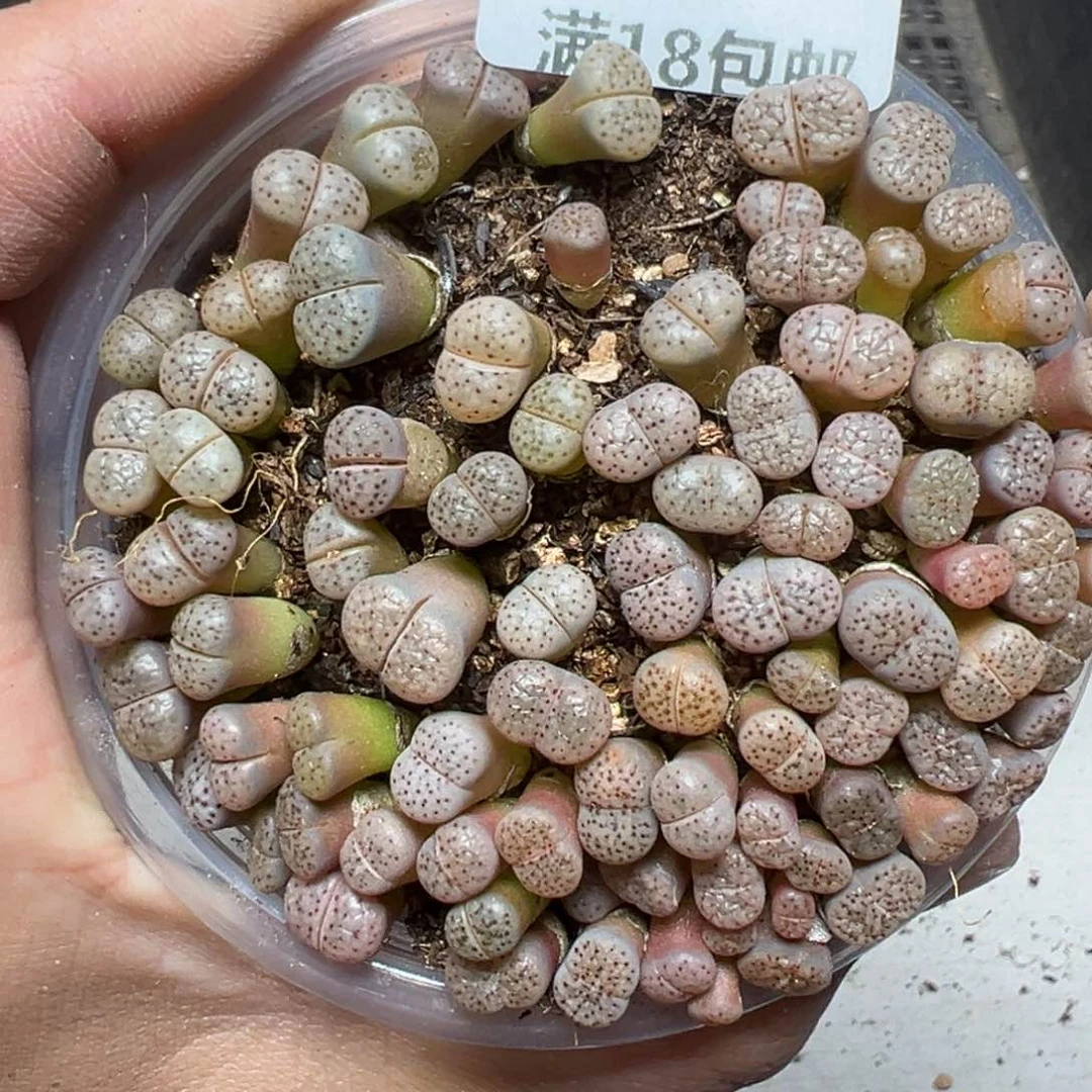 【闪购商品】527……