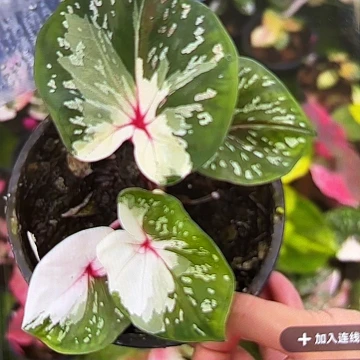 125-0602彩叶芋泰国发货