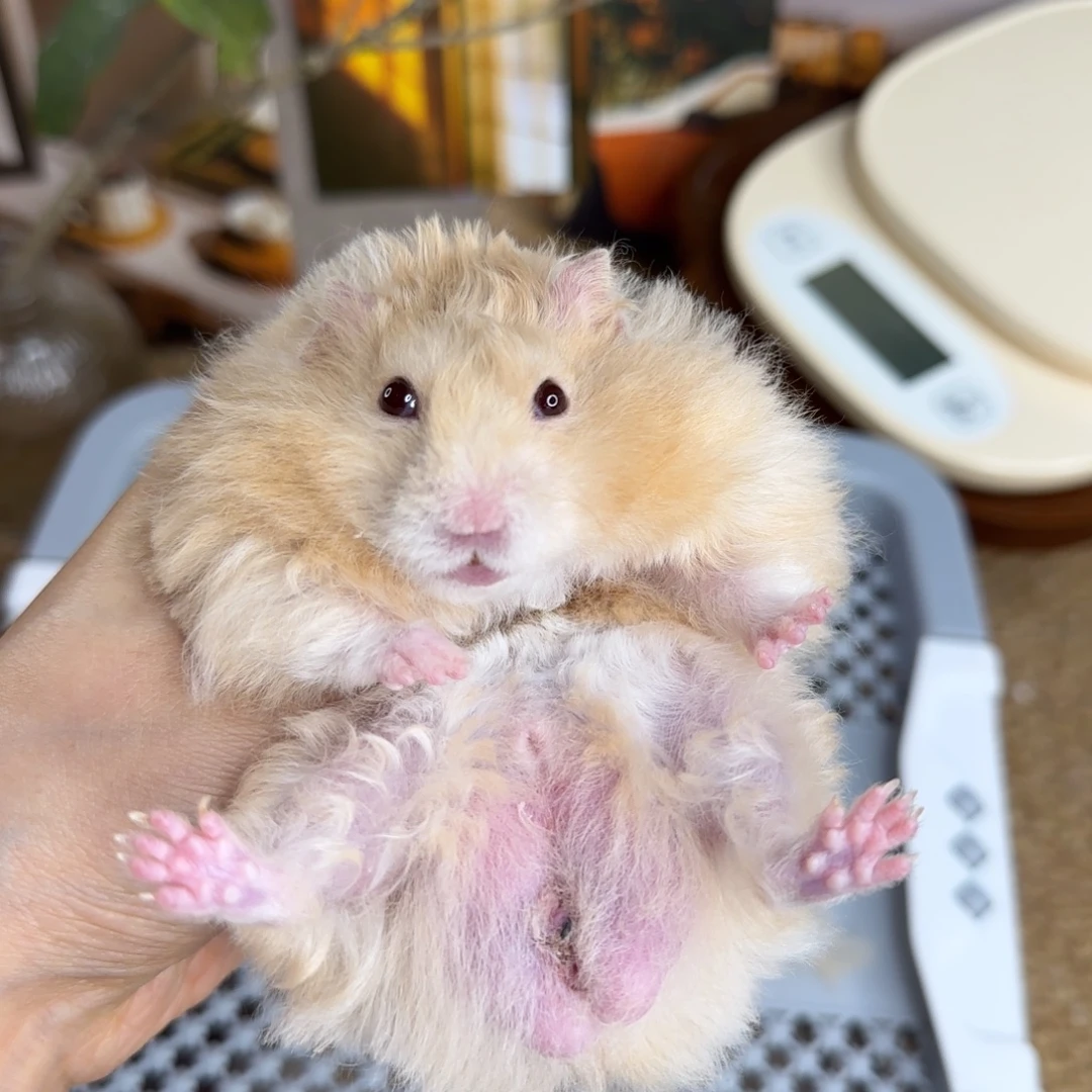 卷毛香槟弟弟8.08生日