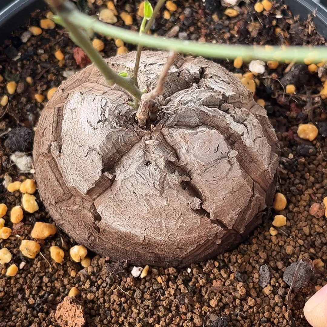 优选大甲南非龟，7.1公分