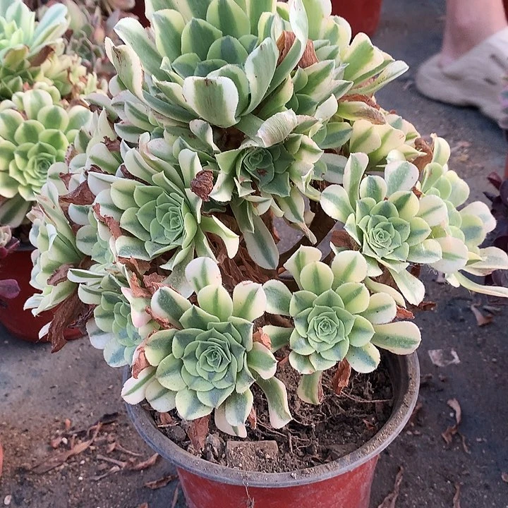 268绿豆沙多肉植物