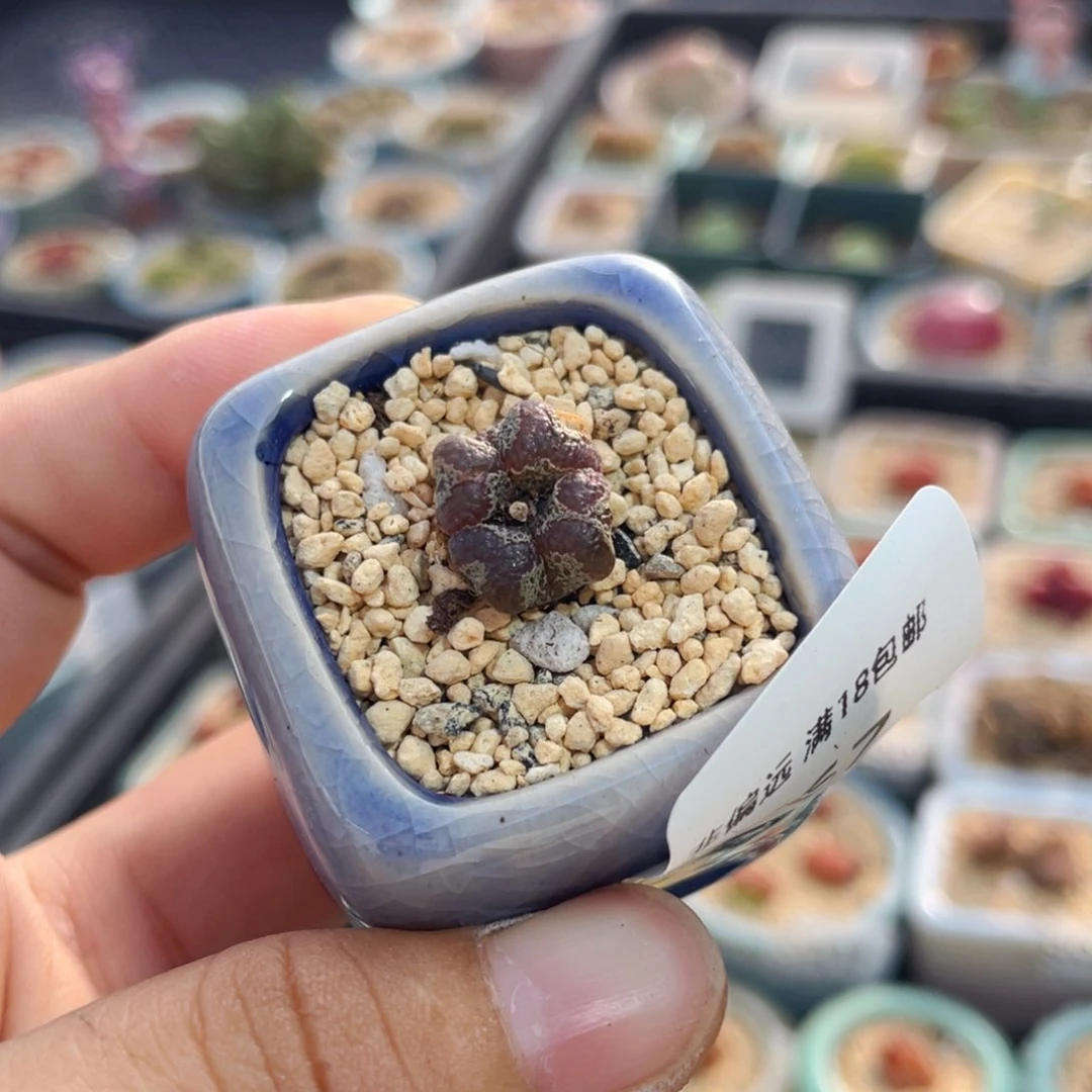 无花朵8967--一物一拍 带盆