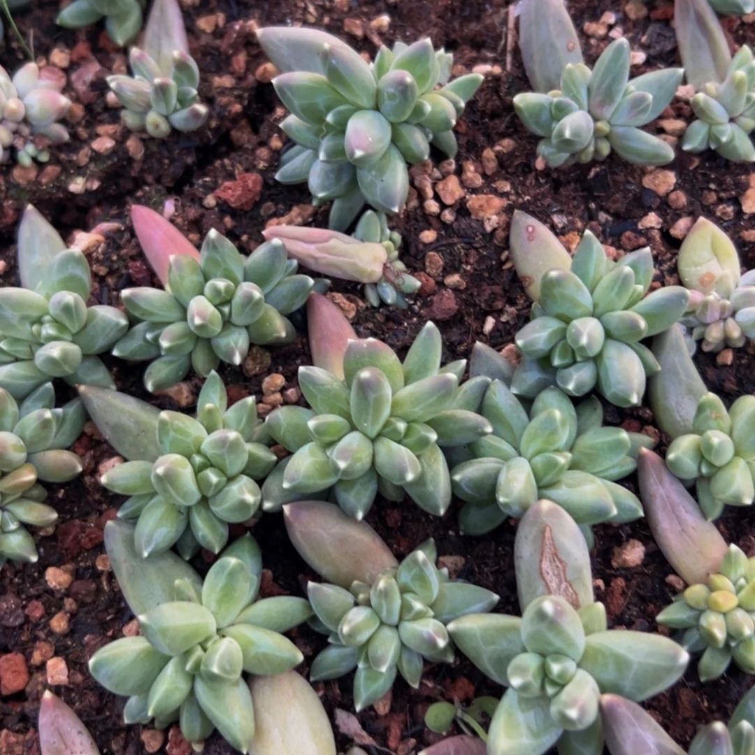 美人系列多肉植物10棵