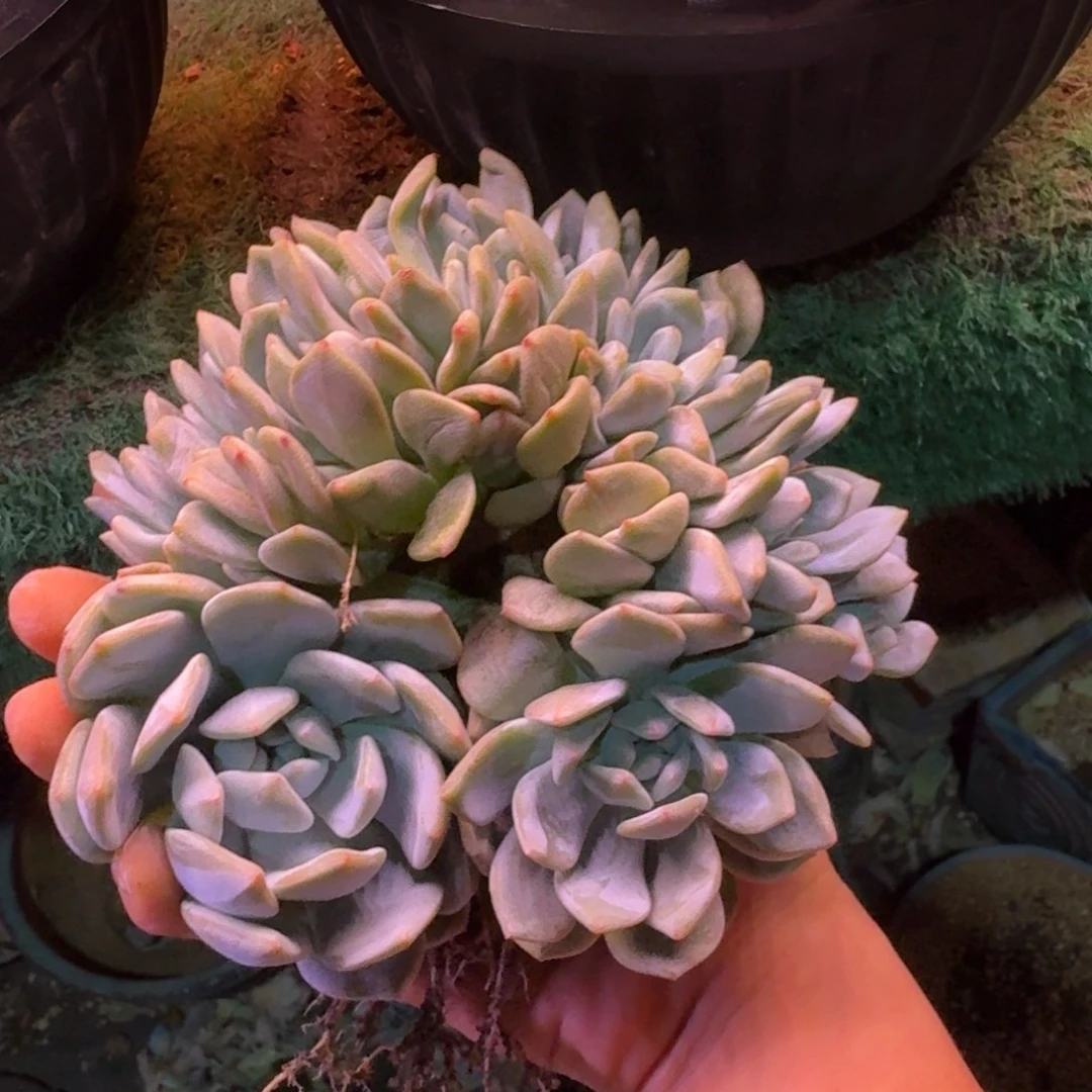 G***霞星影缀化无砍多肉