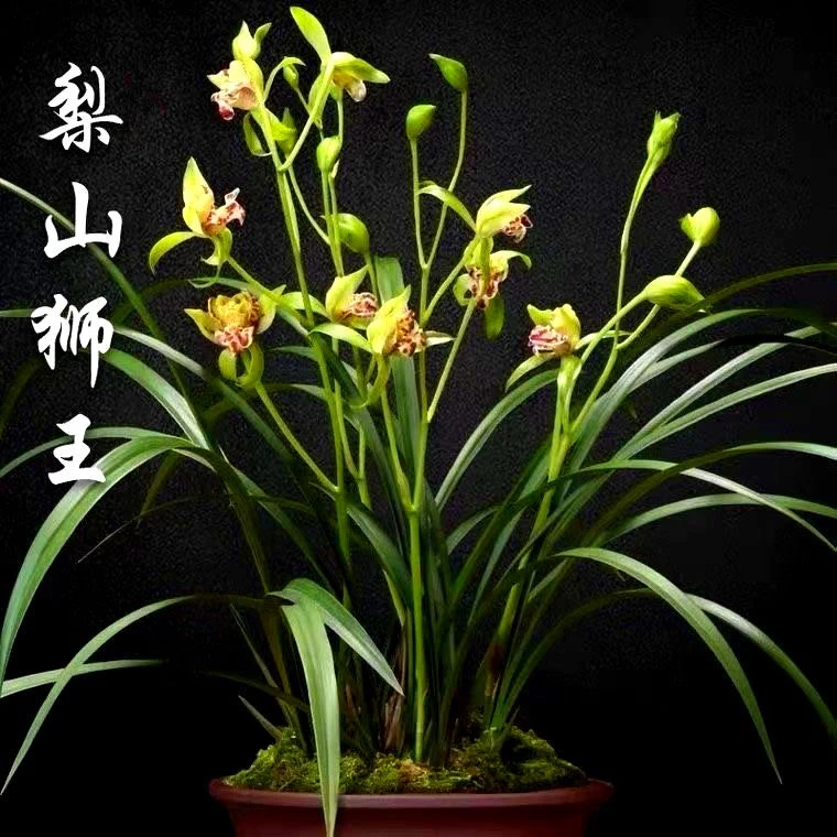 梨山狮王 好养易活 浓香型 夏季带花苞花剑自然棚人工养殖