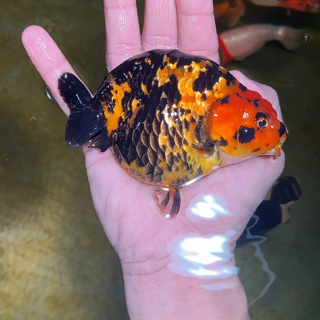 嘿***學海水兰寿金鱼活体链接