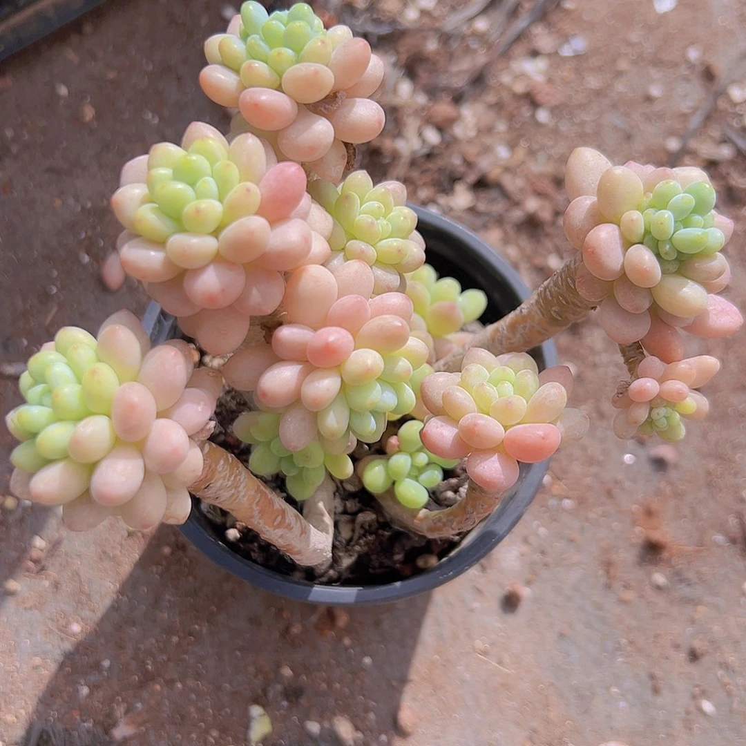 新品福利洛可可多肉植物