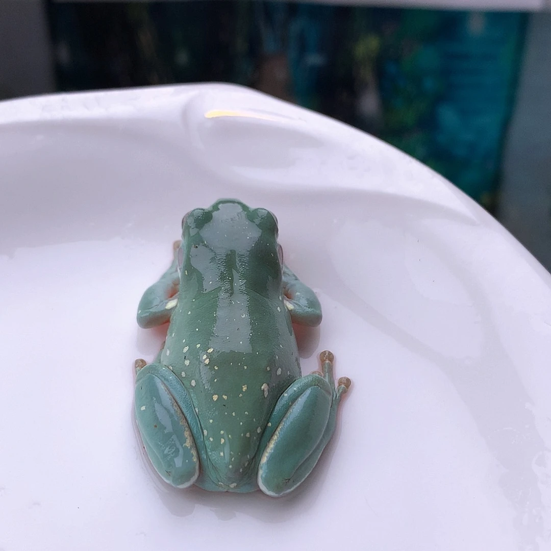 老爷树蛙17号精品天空蓝！超清新