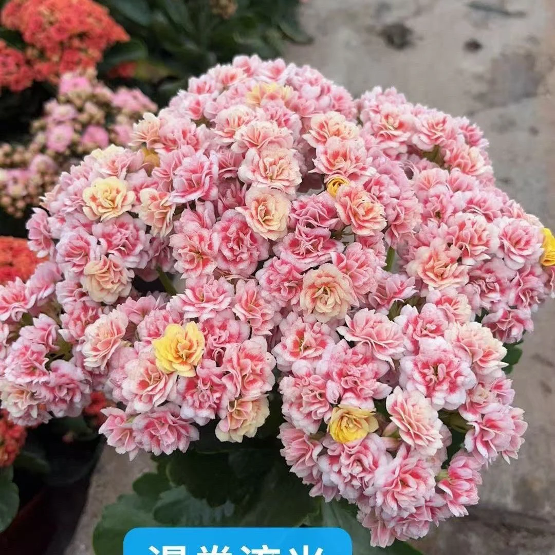 新品【漫卷流光110盆】渐变色带卷边花苞发货长寿花