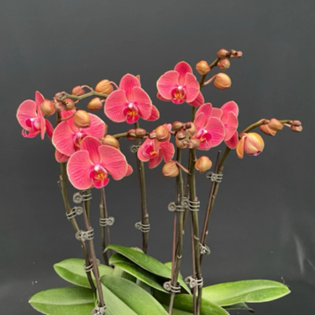 【喜乐】3.0寸蝴蝶兰高端艺术组盆室内观赏鲜花摆设