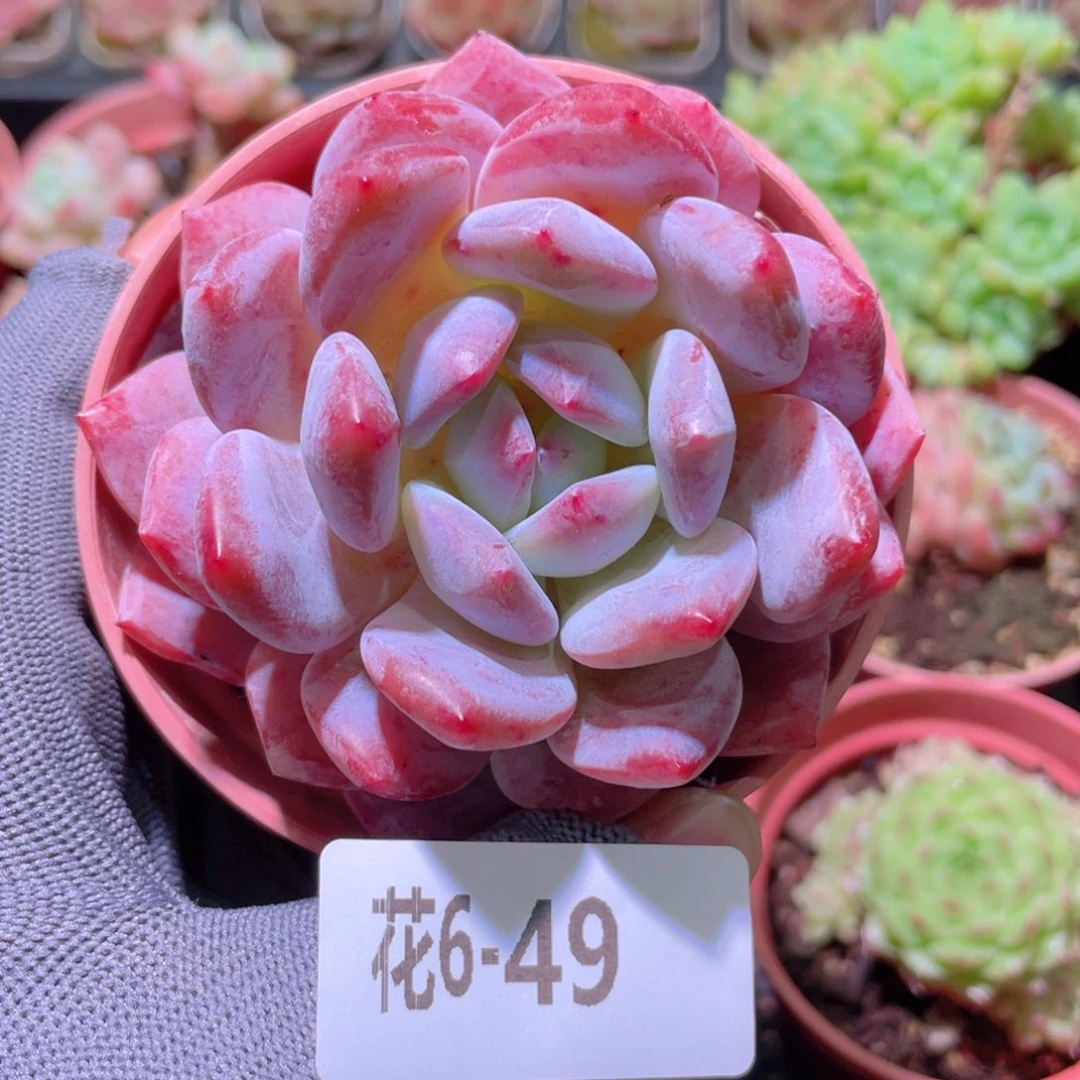 花利美 6-49橙梦露