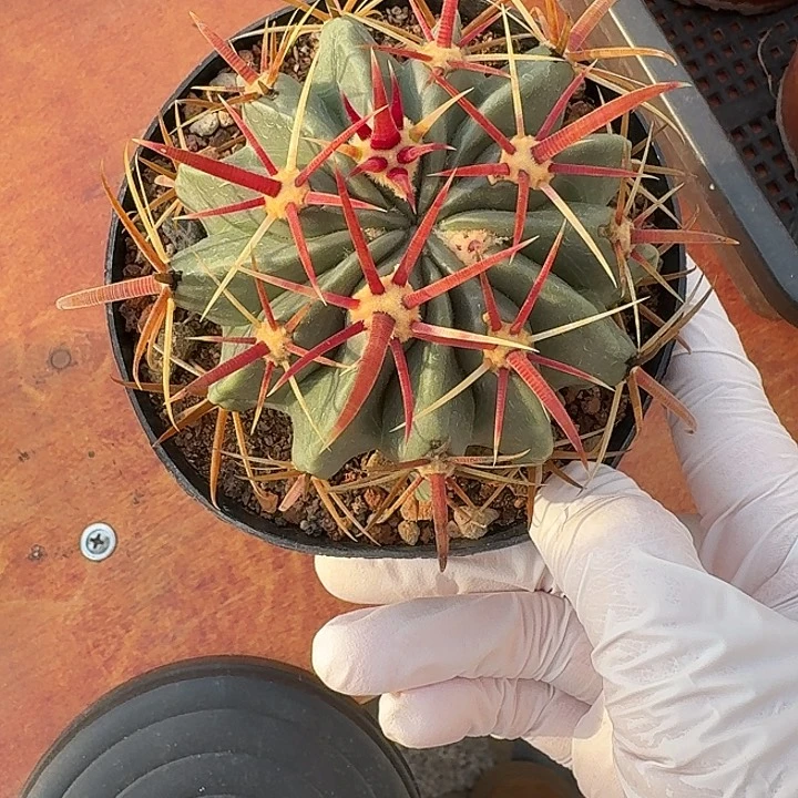 深**鱼日出仙人球12345