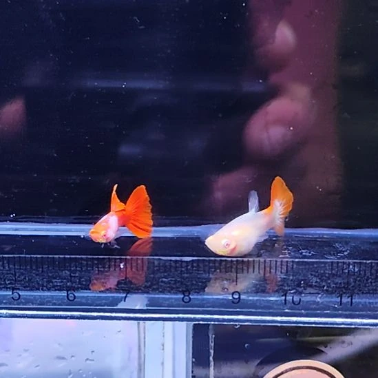 孔雀鱼4艾尔银半月红尾一对