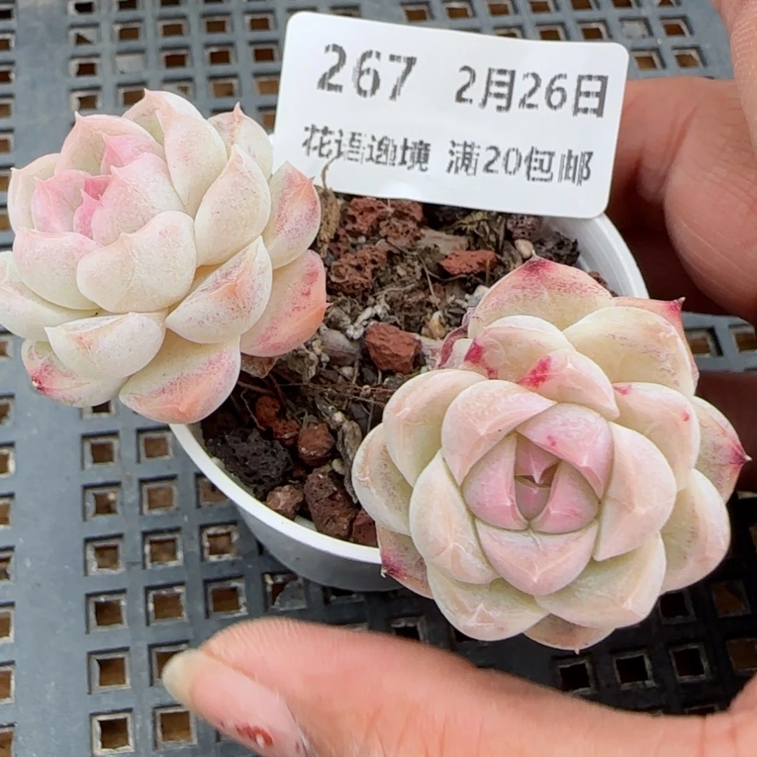 臭*草花语逸镜0226-267