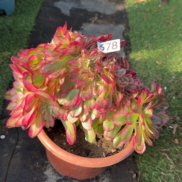 荔枝缀化法师锦678