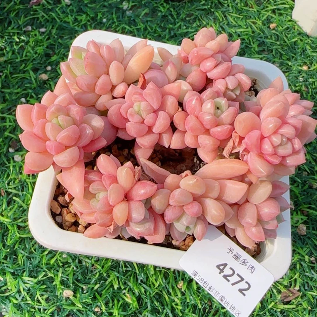 贵妃无砍，4272多肉植物