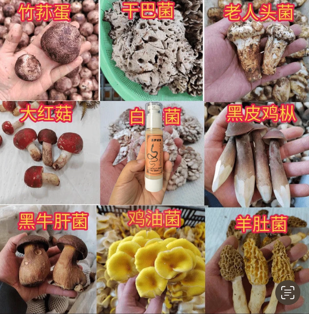 【中缅越边境山货】正·宗·5·毒·蛇·油——50g-100g初级农产品香菇