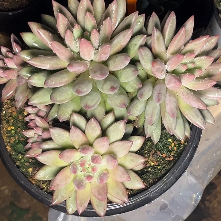 ****～多肉植物胖体虞464