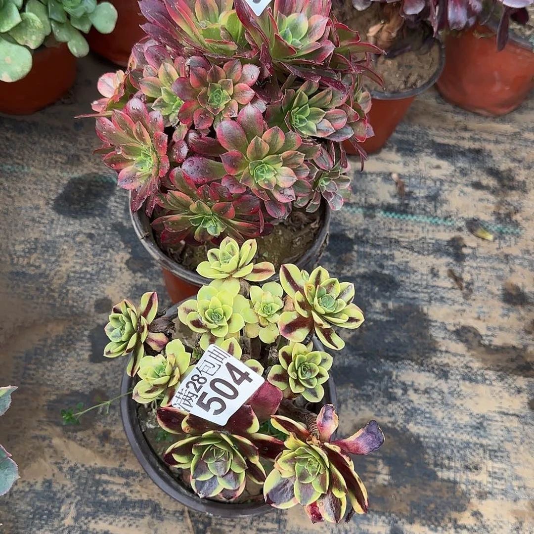 轩***橙多肉503+504满28包邮断枝不包