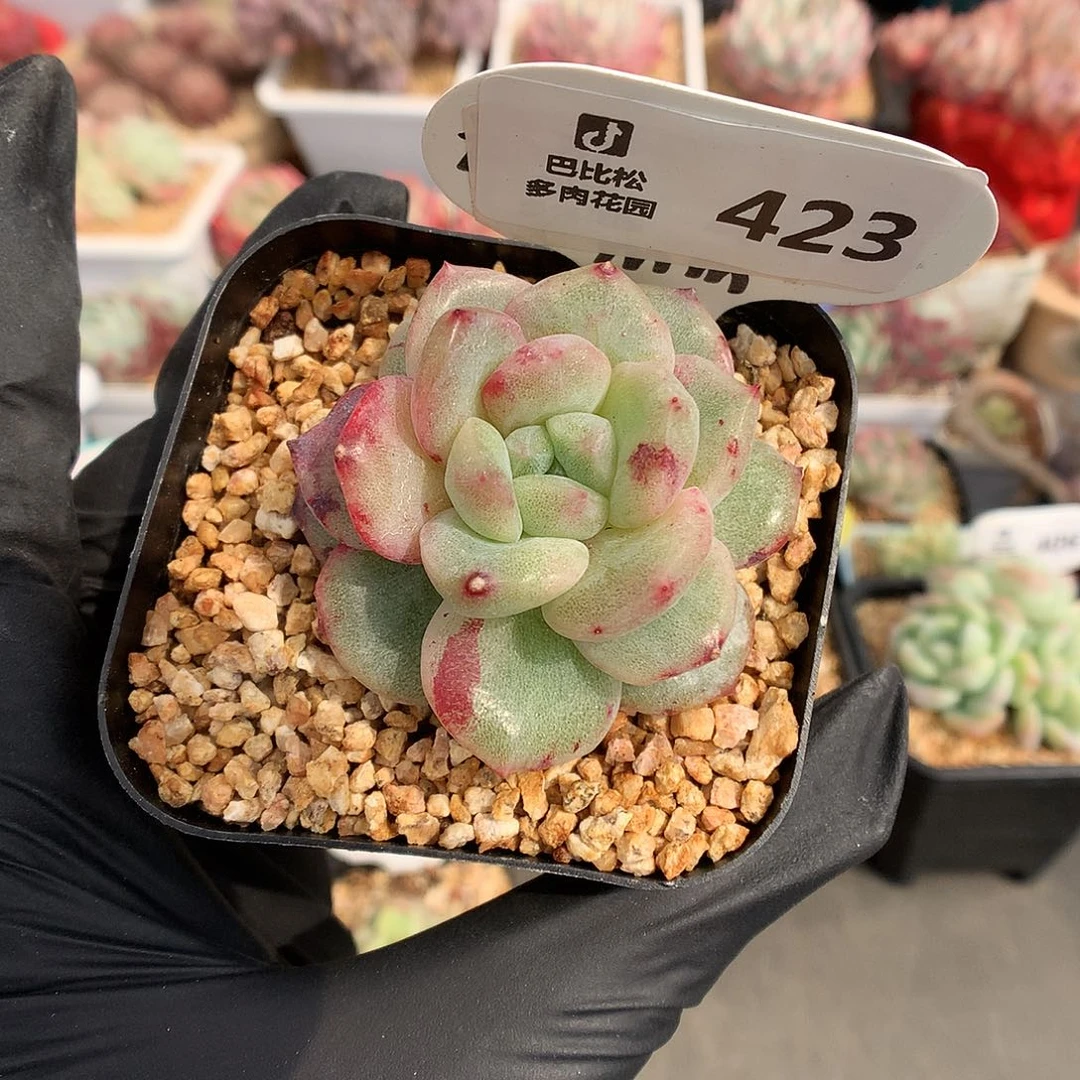 423 珍妮石化多肉