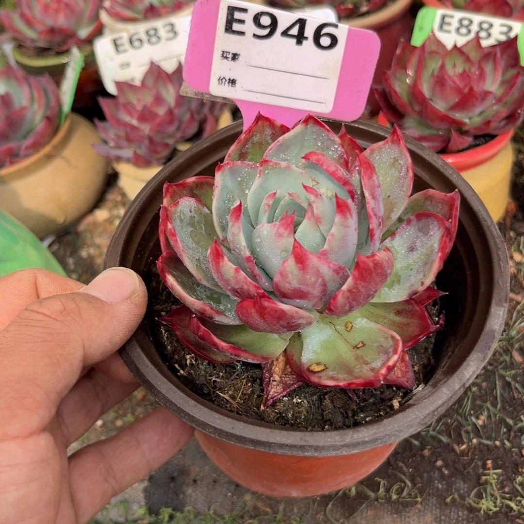 悠**M惊鸿一瞥946号多肉有瑕疵啊