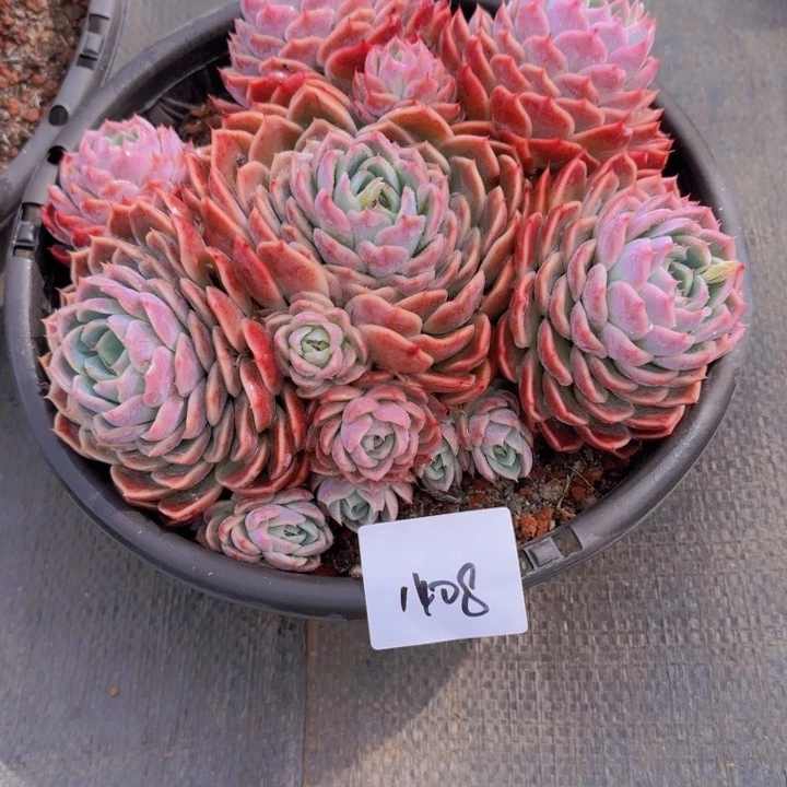 14-8孤心多肉植物