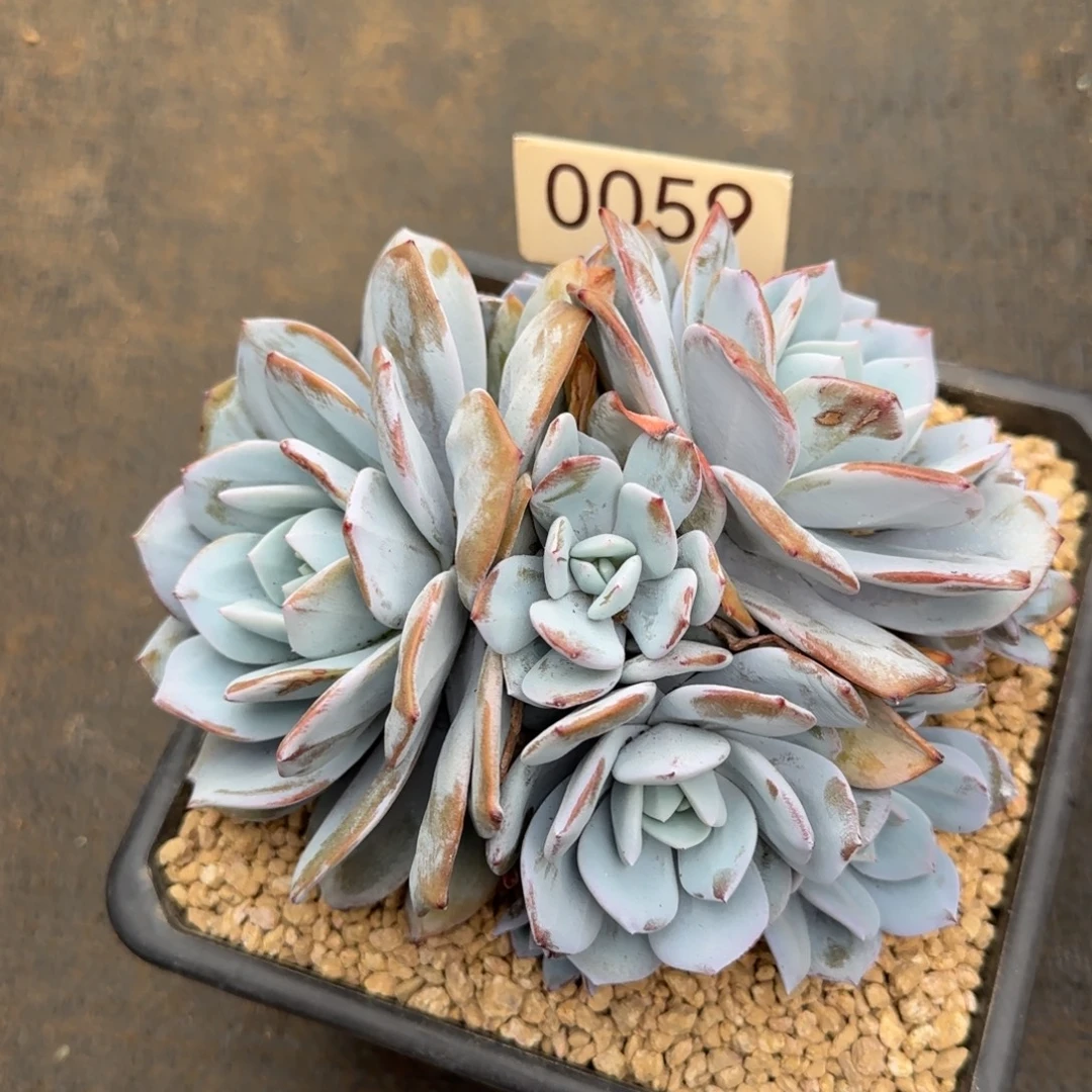 奈***波0059。       奶茶六头