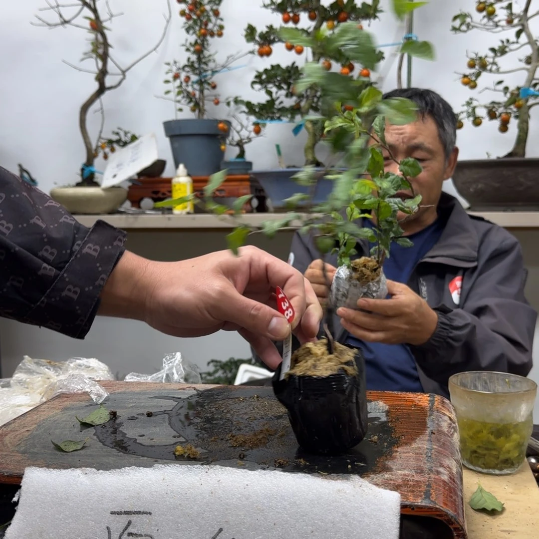 用***9无花朵738顺丰到付不包邮