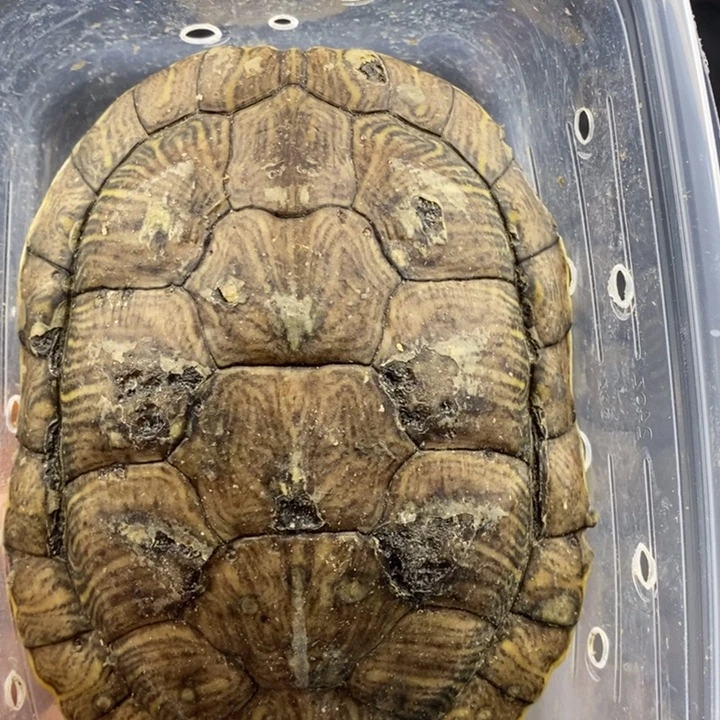 巴西彩龟母6666666