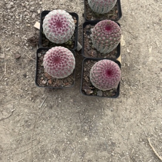 潼***奶红太阳实生根五个