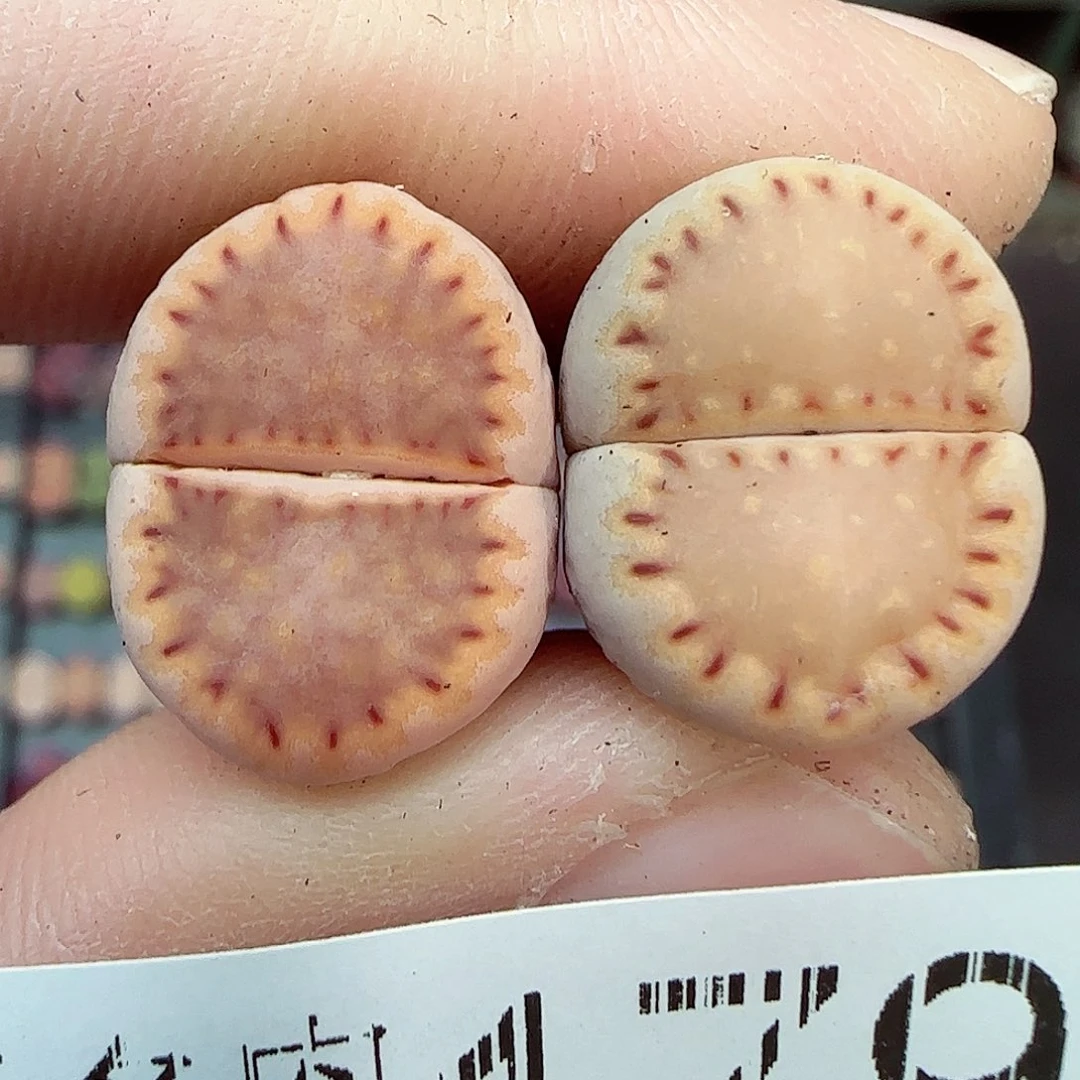 满满18包邮1231-179