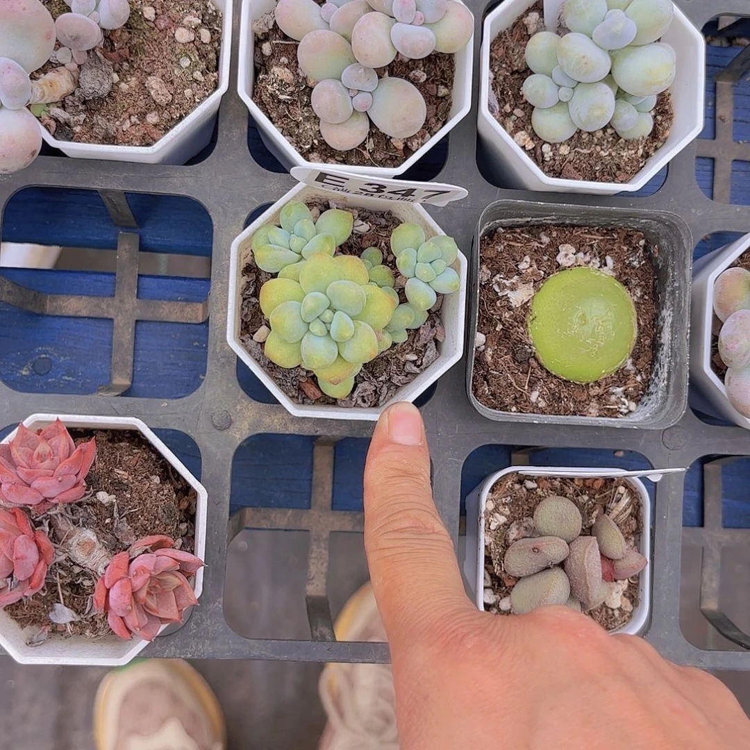 E347奶酪蛋糕一物一拍