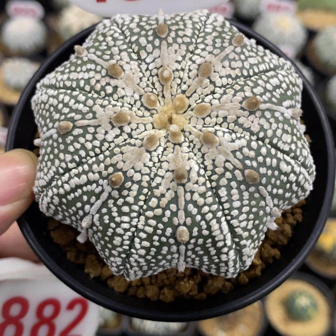 1352海星古田贝奇迹兜