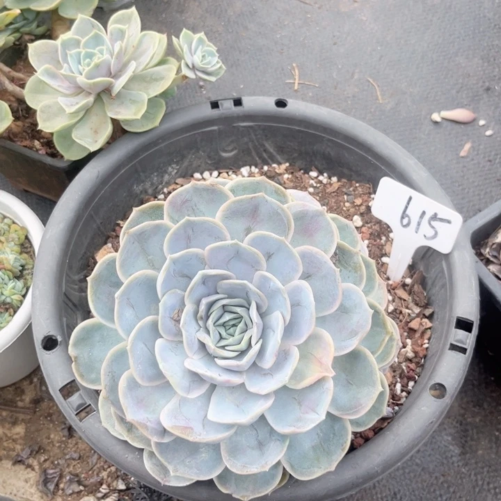 晨语多肉一物一拍615