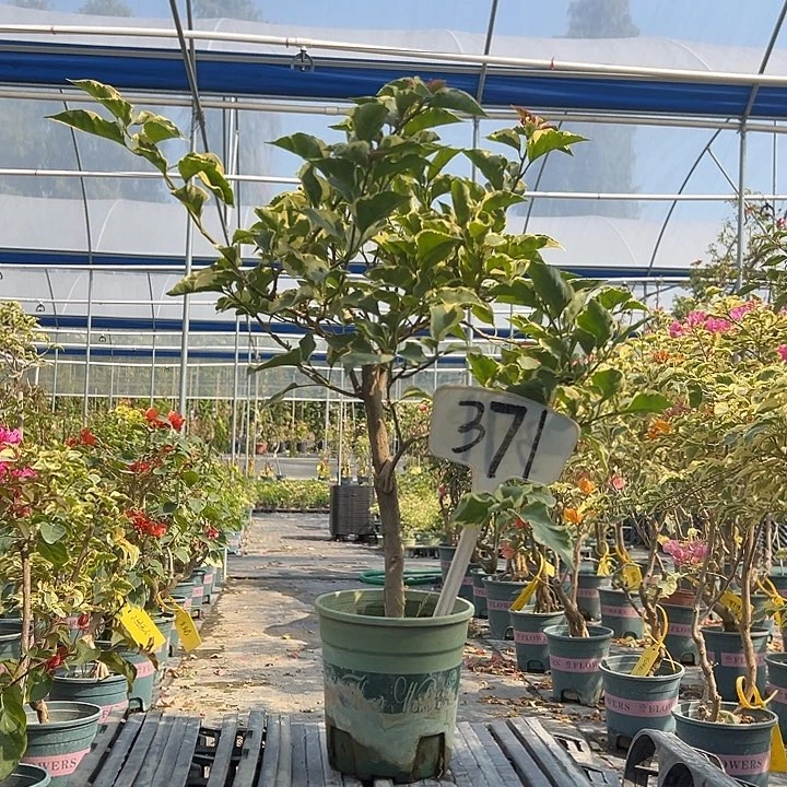 当前无花栽培后可以开花炸 蓝月亮 棒棒糖型  371