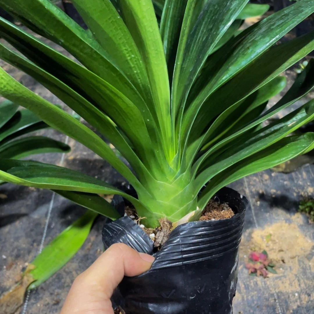 l***a无花朵君子兰8607