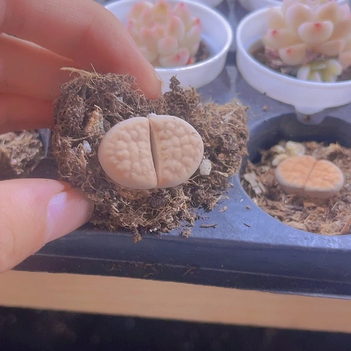 精品屁屁花多肉植物