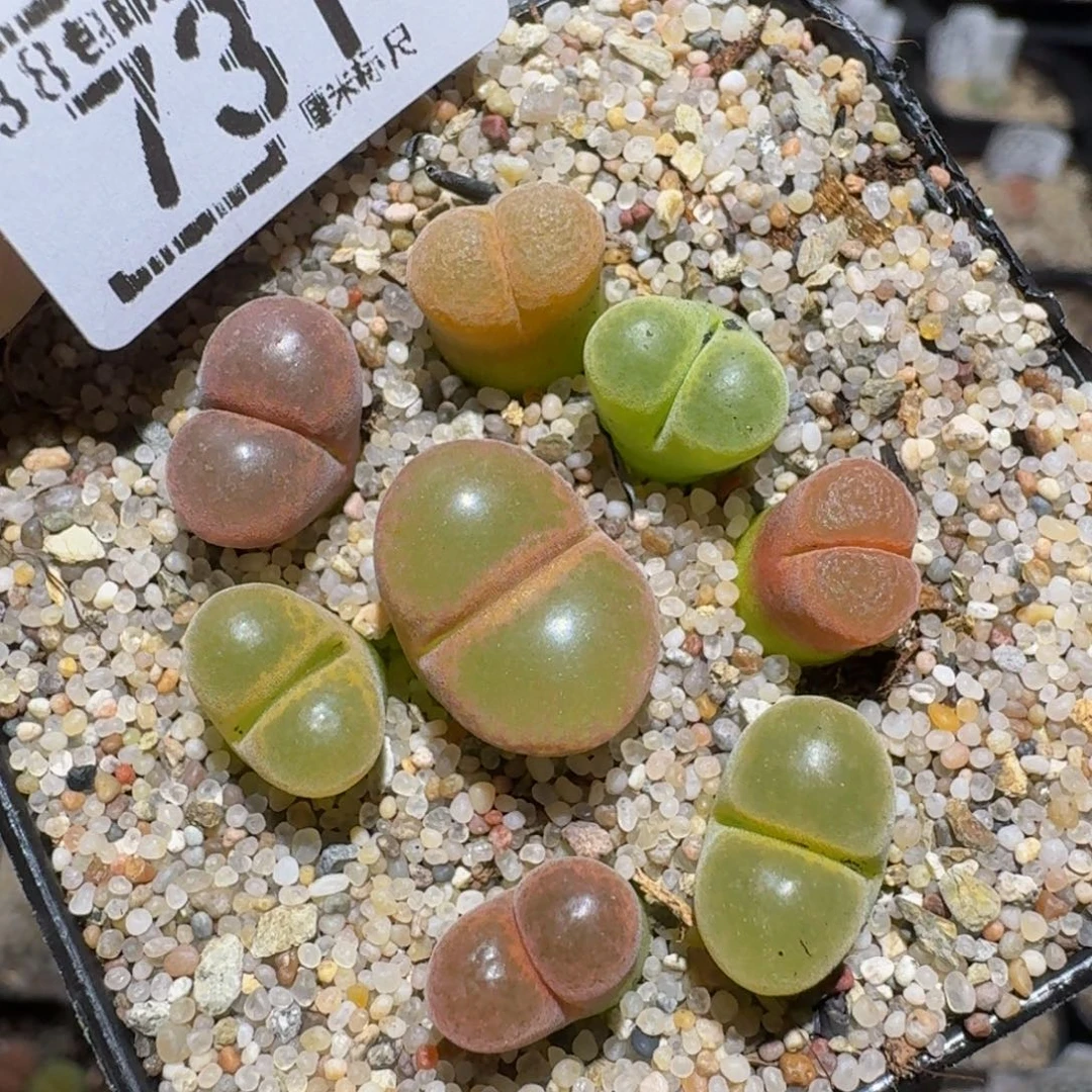 zzzzz精品生石花731