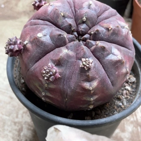 梦想80米仙人球仙人球