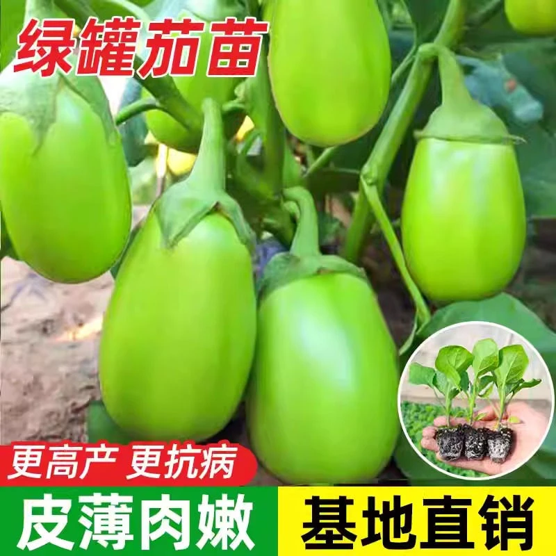 茄子苗高产茄子苗紫长茄子苗黑长茄苗杭茄苗圆茄苗青茄苗阳台盆栽