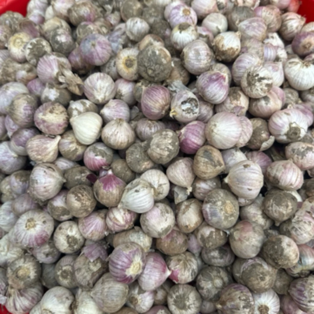 蒜 大集现收农户自种香蒜