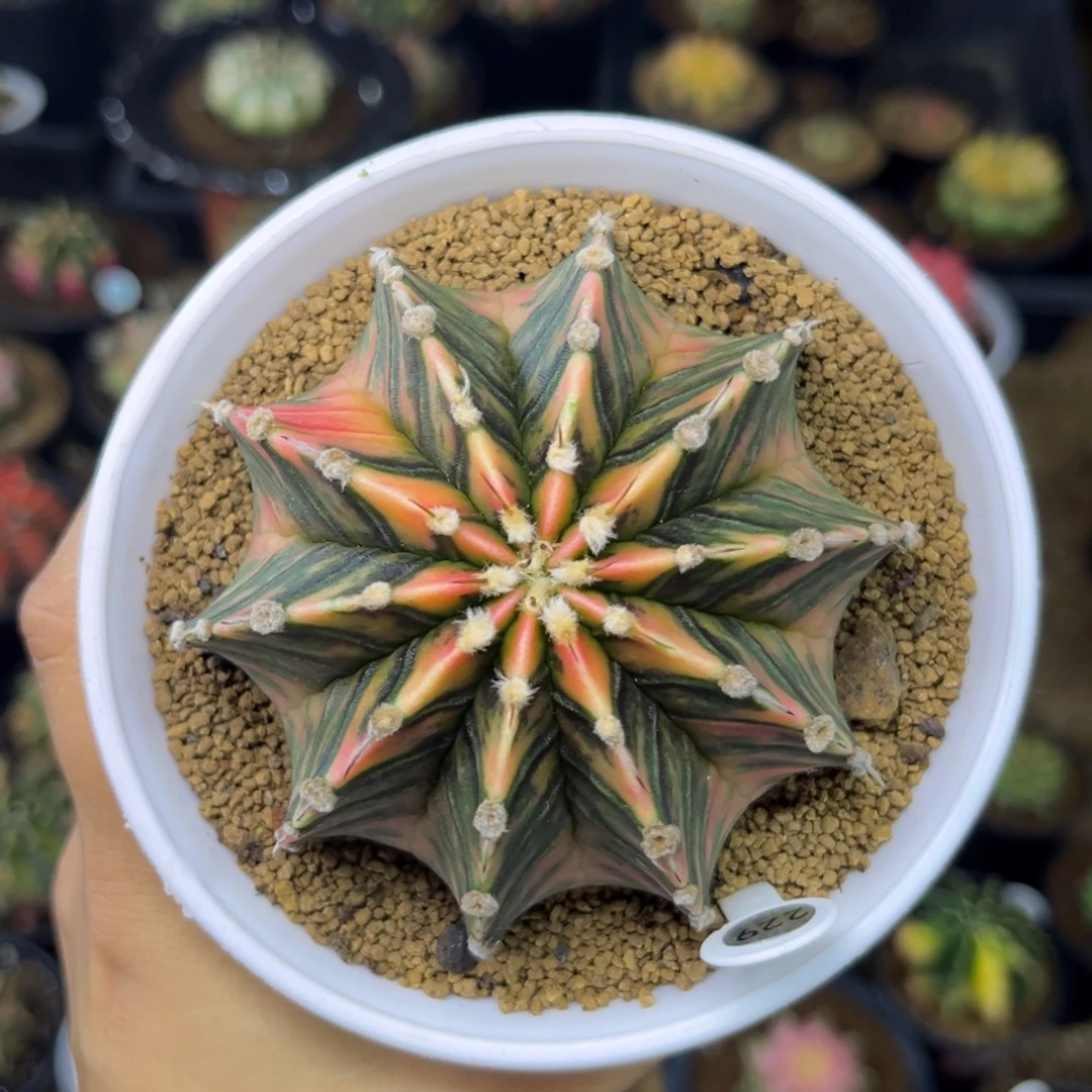 229 泰系肋骨锦 实生 8.2