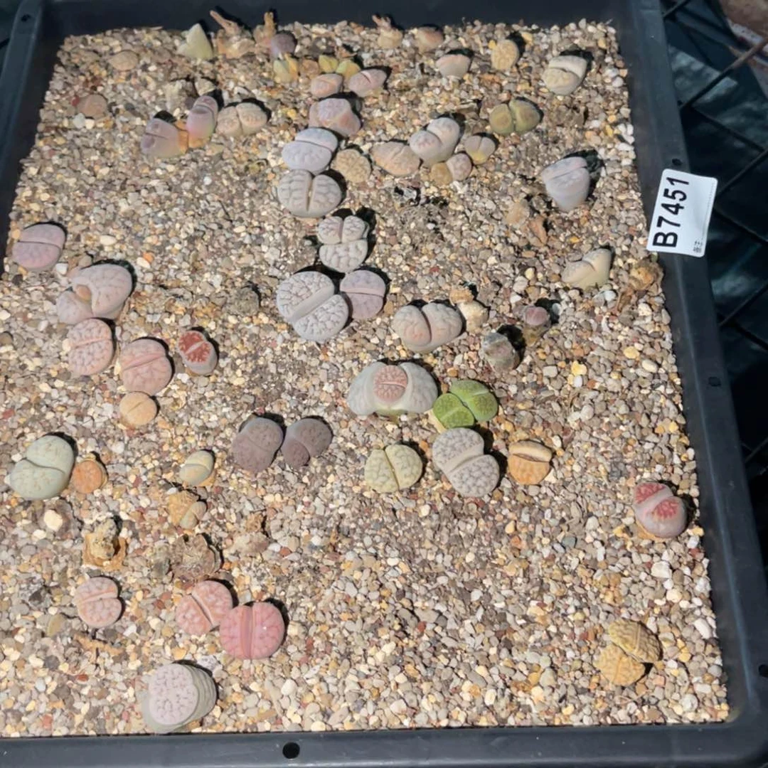 睡***醒7451福利筐1不售后