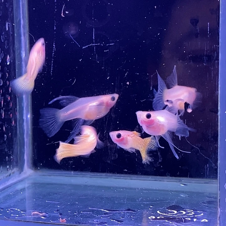孔雀鱼玻璃猫大c3对