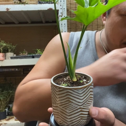 红陶6*后一物一拍所见即所得252