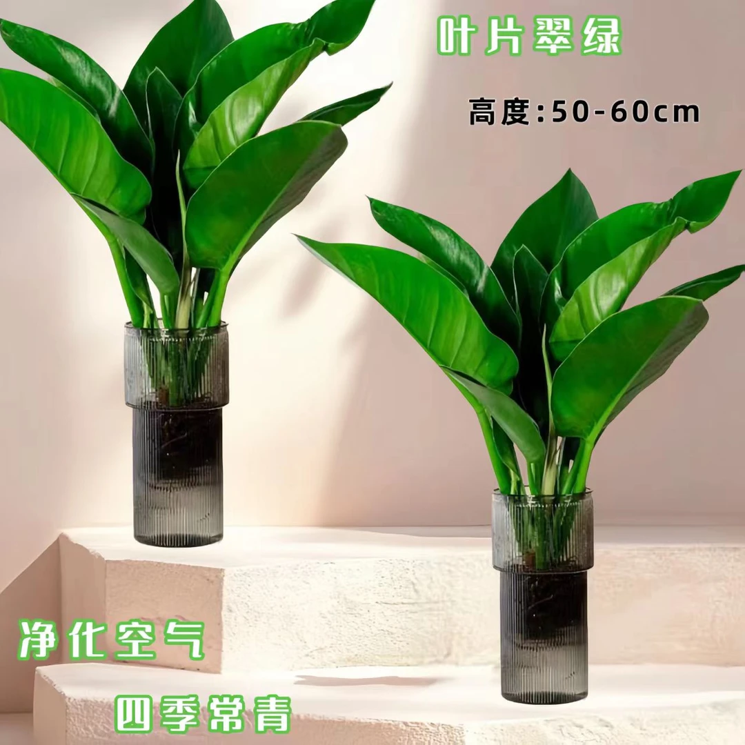 【拍1发2】不带瓶大金钻绿公主50-60cm高夏季好养护易活室内桌面