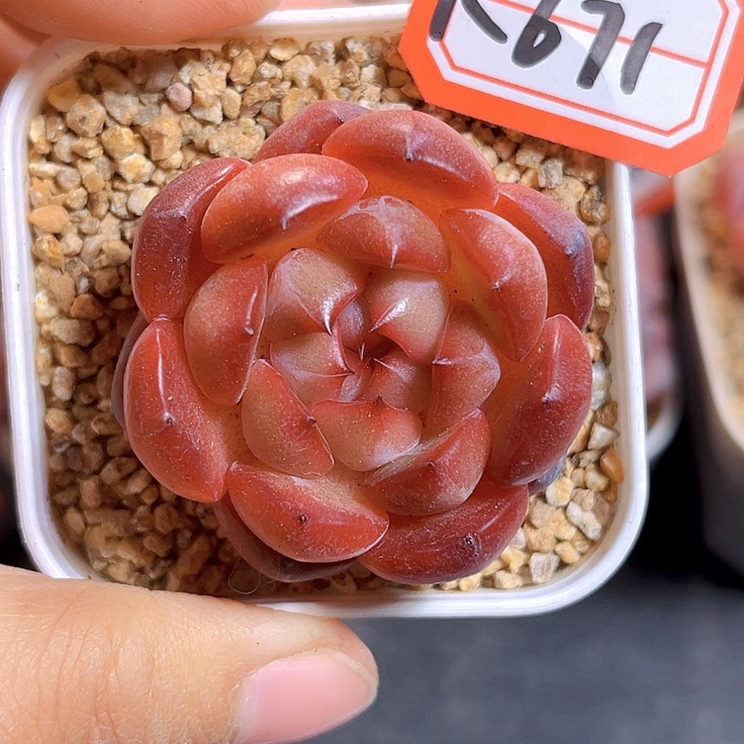 K671 新品珍妮 满18包邮