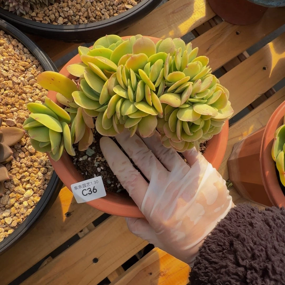 c c c c c c c c 36