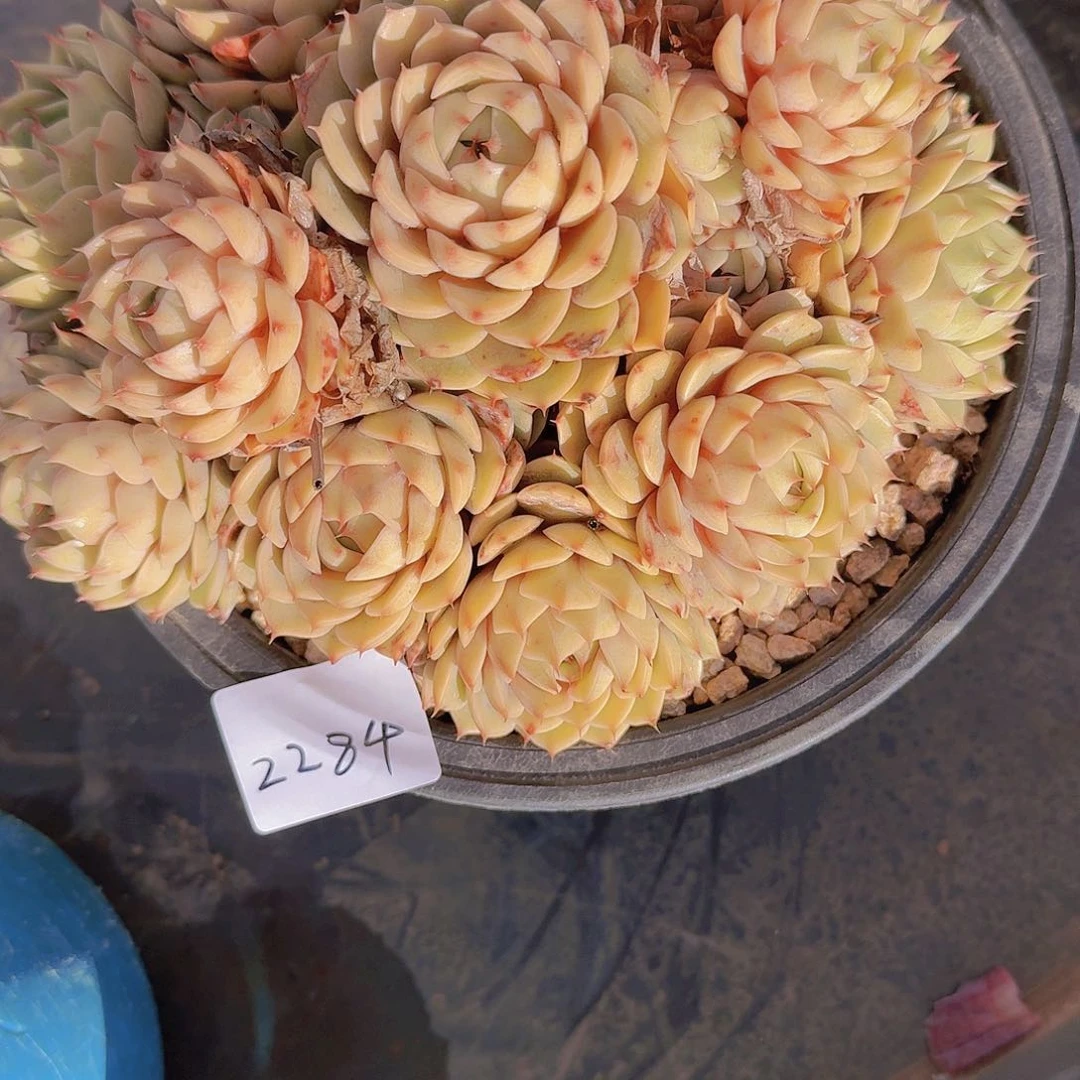 金****灵2284本巴多肉植物